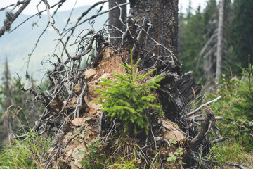 Christmas tree growing in the forest