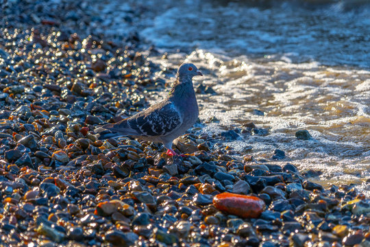 London UK September 8th 2019 London River Thames pigeon drinking on south london beach