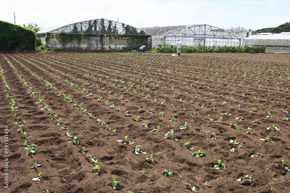 Canvas Prints Cabbage seedling planting / The cabbage-specific nutrient vitamin U (Cabagin) helps protect the stomach.