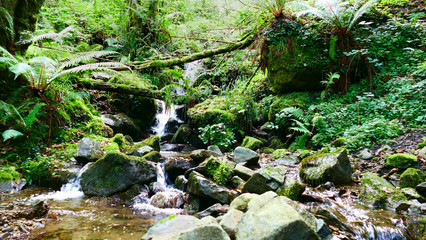 Beautiful natural waterfall between the vegetation and the stones of the forest