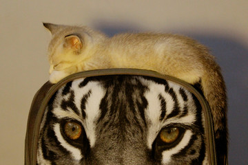 A tiny kitten sleeps on a pillow depicting a tiger muzzle. Contains noise.Animals, mammal concept. 