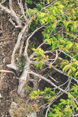 small tree in the forest