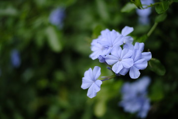 blue flower in garden
