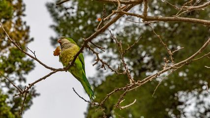 Parakeet on a branch of a tree eating, wonderful day to enjoy nature, ideal for postcard or background