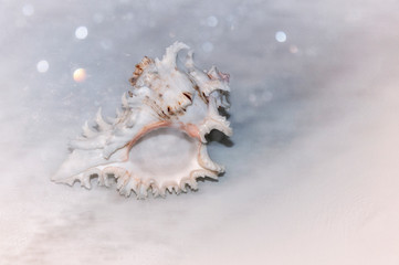 Obraz na płótnie Canvas Seashell in a spray of water. Sea concept.