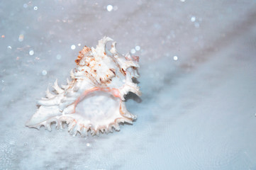 Obraz na płótnie Canvas Seashell in a spray of water. Sea concept.