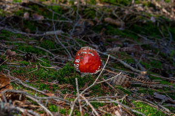 Amanita muscaria, commonly known as the fly agaric or fly amanita, is a basidiomycete of the genus Amanita. It is also a muscimol mushroom. Native throughout the of the Northern Hemisphere.