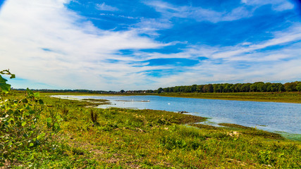 River Maas with blue waters among green grass with swans swimming and lush green trees in the background, seen from the Maasvallei nature reserve on a sunny spring day in South Limburg, Netherlands