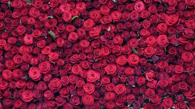 Many beautiful red roses as background