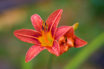 Closeup of a flower, red, orange, tiger lily, long stamens, smolinos, plant, garden, summer, nature
