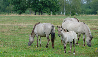 Obraz premium Tarpan like Polish Horses herd