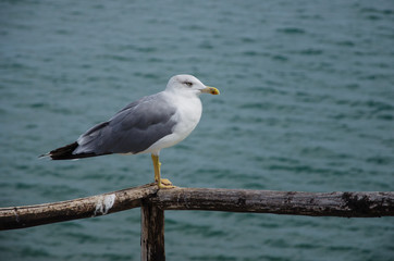 Möwe