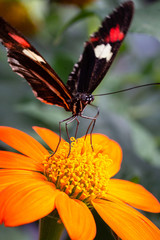 Postman Butterfly on flower