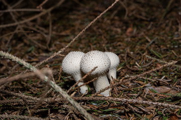 Lycoperdon perlatum, popularly known as the common puffball, warted puffball, gem-studded puffball, or the devil's snuff-box, is a species of puffball fungus in the family Agaricaceae.