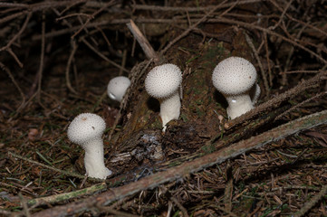 Lycoperdon perlatum, popularly known as the common puffball, warted puffball, gem-studded puffball, or the devil's snuff-box, is a species of puffball fungus in the family Agaricaceae.