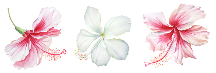 Group of white and pink hibiscus flowers © Liubov Tolstova