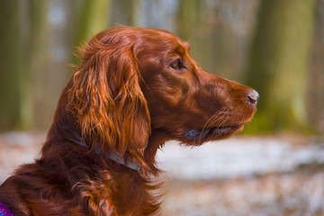 Dog portrait, Irish setter, redhead, head, tongue, friend, pet, animal