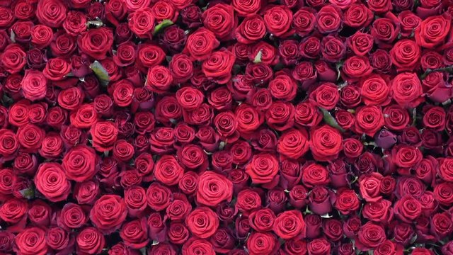 Many beautiful red roses as background