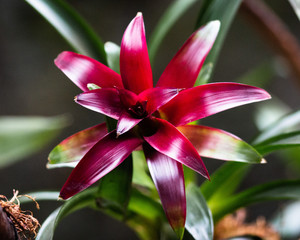 tropical red petal flower