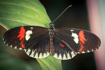 black white and red butterfly