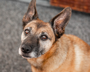 ears and eyes of a terrier