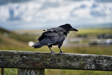 Beautiful raven stepped on a wooden fence