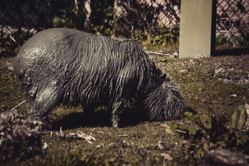 muddy capybara