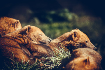Bush dogs resting