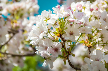 Weiße Kirschblüten vor einem blauen Hintergrund