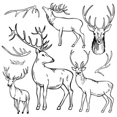 Hand-drawn deer.  Vector sketch illustration.