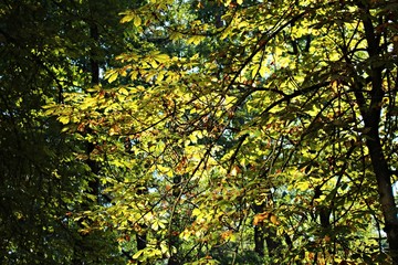 Yellow autumn leaves on a tree branch lit by the bright sun on a blurred background