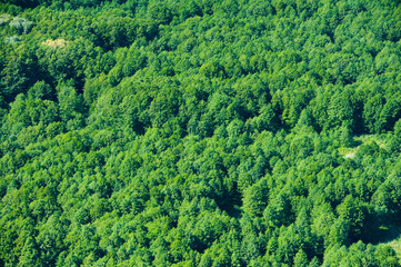 Aerial view of forest during