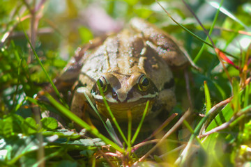 Frogs frog among grass, beige, brown, camouflage, eyes, moor frog, wound arvalis, amphibian