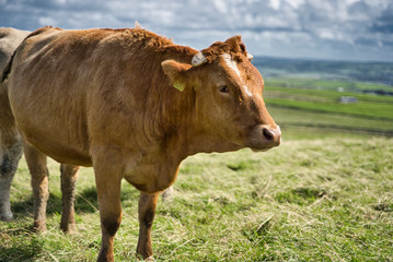 irish cow with a ear tag grazing and resting in green meadow.