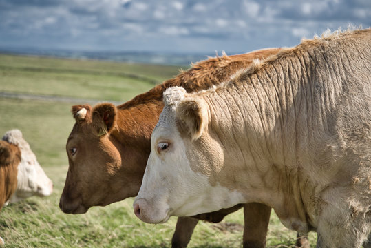 Portrait of cow on farm,