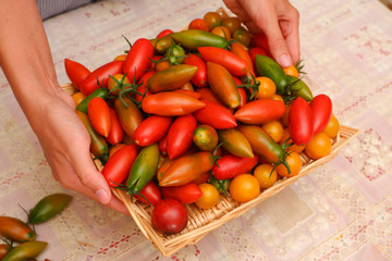 Mix tomatoes in summer day. Composition of variety fresh tomatoes.