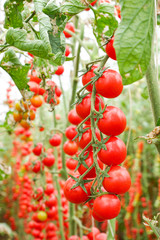 Obraz premium Ripe organic tomatoes in garden ready to harvest
