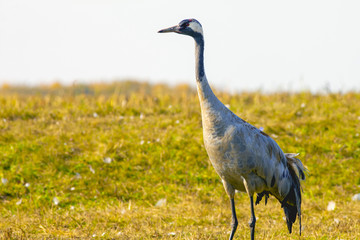 Obraz na płótnie Canvas beautiful graceful crane in the field