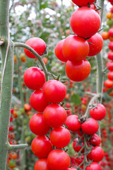 Ripe organic tomatoes in garden ready to harvest