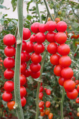 Ripe organic tomatoes in garden ready to harvest