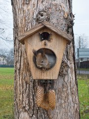 squirrel on a tree in a house