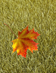 closеup image of autumn leaf on grass background