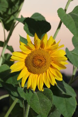 Sonnenblume