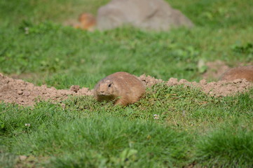 A prairie dog in the outdoors