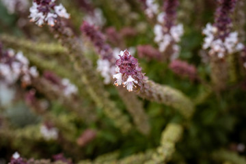 Spitze der Blüte eines Strauchbasilikums, (Ocimum kiliman. x basilicum) Detail mit Bokeh