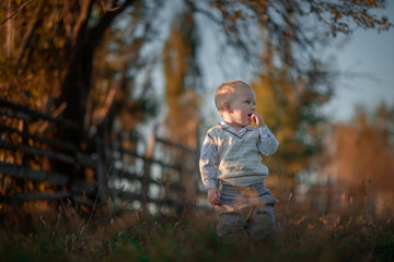 cheerful little boy sits in a meadow surrounded by pumpkins