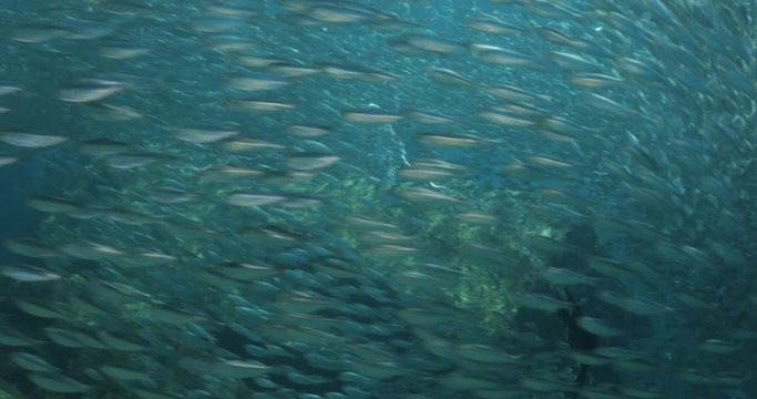 School of sardines and yellow snapper in Espiritu Santo Island, Sea of Cortez Baja California Sur Mexico.