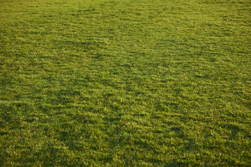 Horizontal shot of sunlit field. Freshly mowed lawn on autumn day in garden, Green grass in city park or meadow with copy space for your text, information or promotional content. Nature and season