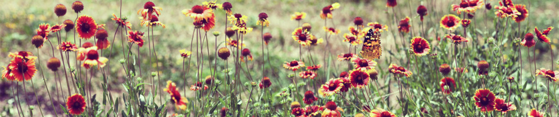 flowers and butterfly in the garden closeup. Toned image