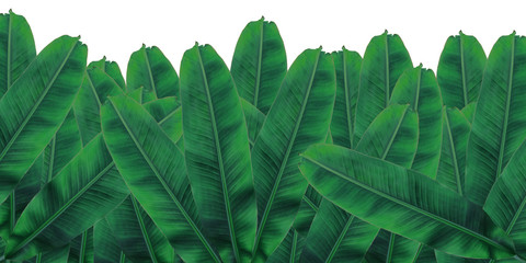 Obraz premium banana leaf on isolate and white background.